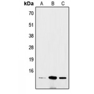 LifeSab™ BRI3 Rabbit pAb (50 µl)