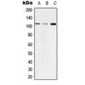 LifeSab™ ZO3 Rabbit pAb (50 µl)