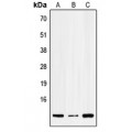 LifeSab™ SERP1 Rabbit pAb (50 µl)