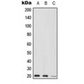 LifeSab™ MED9 Rabbit pAb (50 µl)