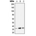 LifeSab™ ZMAT3 Rabbit pAb (50 µl)