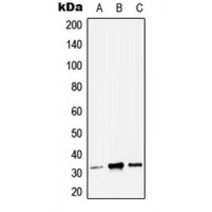 LifeSab™ ZMAT3 Rabbit pAb (50 µl)