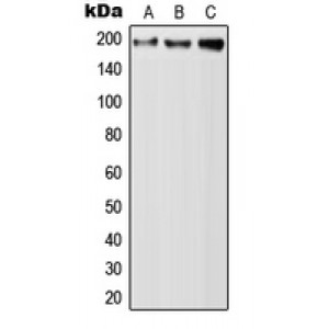 LifeSab™ QSER1 Rabbit pAb (50 µl)