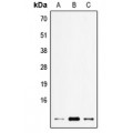 LifeSab™ ELOF1 Rabbit pAb (50 µl)
