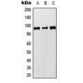 LifeSab™ MCM8 Rabbit pAb (50 µl)