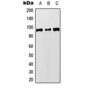LifeSab™ MCM8 Rabbit pAb (50 µl)