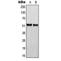 LifeSab™ RGMB Rabbit pAb (50 µl)