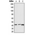 LifeSab™ APJ Rabbit pAb (50 µl)