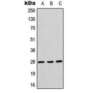 LifeSab™ AQP1 Rabbit pAb (50 µl)