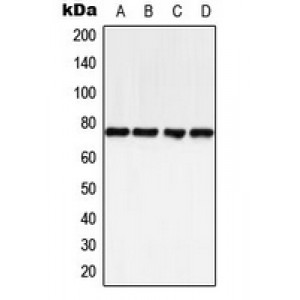 LifeSab™ BTK (pY223) Rabbit pAb (50 µl)