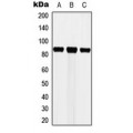 LifeSab™ Cortactin Rabbit pAb (50 µl)