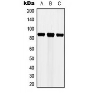 LifeSab™ Cortactin Rabbit pAb (50 µl)