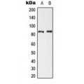 LifeSab™ Cortactin (pY421) Rabbit pAb (50 µl)