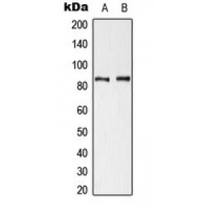 LifeSab™ Cortactin (pY421) Rabbit pAb (50 µl)
