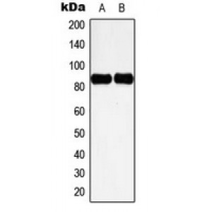 LifeSab™ Cortactin (pY466) Rabbit pAb (50 µl)
