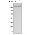 LifeSab™ Filamin A (pS2152) Rabbit pAb (50 µl)