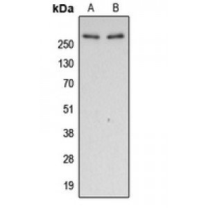 LifeSab™ Filamin A (pS2152) Rabbit pAb (50 µl)