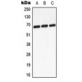 LifeSab™ GCKR Rabbit pAb (50 µl)