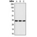 LifeSab™ IL-10 Rabbit pAb (50 µl)