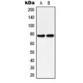 LifeSab™ PKC delta (pY313) Rabbit pAb (50 µl)