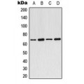 LifeSab™ ARMCX2 Rabbit pAb (50 µl)