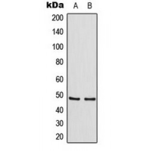LifeSab™ TANK Rabbit pAb (50 µl)