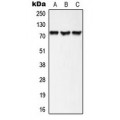 LifeSab™ AKAP10 Rabbit pAb (50 µl)