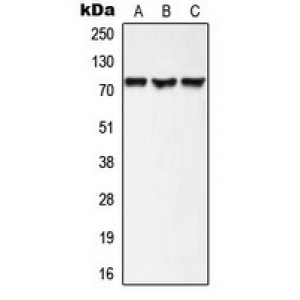LifeSab™ AKAP10 Rabbit pAb (50 µl)