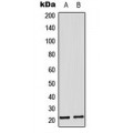 LifeSab™ MRPL11 Rabbit pAb (50 µl)