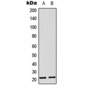 LifeSab™ MRPL11 Rabbit pAb (50 µl)
