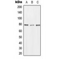 LifeSab™ DQX1 Rabbit pAb (50 µl)