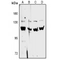 LifeSab™ CFB Rabbit pAb (50 µl)