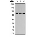 LifeSab™ CATSPER1 Rabbit pAb (50 µl)