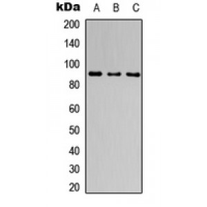 LifeSab™ CATSPER1 Rabbit pAb (50 µl)