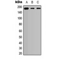 LifeSab™ COL5A2 Rabbit pAb (50 µl)