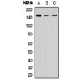 LifeSab™ COL5A2 Rabbit pAb (50 µl)