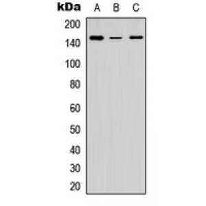 LifeSab™ COL5A2 Rabbit pAb (50 µl)