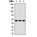 LifeSab™ KRT4 Rabbit pAb (50 µl)