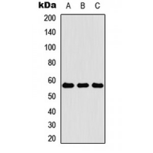 LifeSab™ KRT4 Rabbit pAb (50 µl)