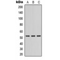 LifeSab™ DMRTA1 Rabbit pAb (50 µl)