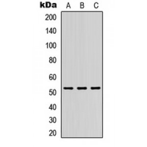 LifeSab™ DMRTA1 Rabbit pAb (50 µl)