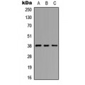 LifeSab™ EIF2S2 (pS67) Rabbit pAb (50 µl)