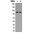 LifeSab™ FGFR4 Rabbit pAb (50 µl)