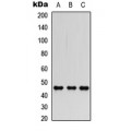 LifeSab™ FOXP3 Rabbit pAb (50 µl)