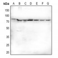 LifeSab™ CX3CL1 Rabbit pAb (50 µl)