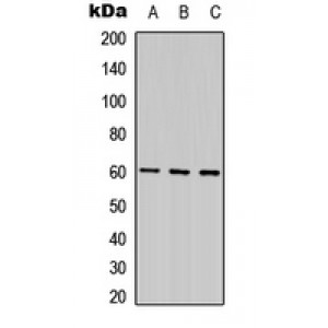 LifeSab™ FZD4 Rabbit pAb (50 µl)