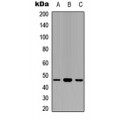 LifeSab™ GAPDS Rabbit pAb (50 µl)