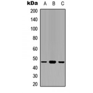 LifeSab™ GAPDS Rabbit pAb (50 µl)