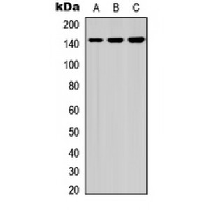 LifeSab™ HCAP (pS1083) Rabbit pAb (50 µl)