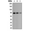 LifeSab™ HSD17B4 Rabbit pAb (50 µl)